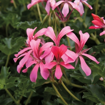 Geranium, Ivy