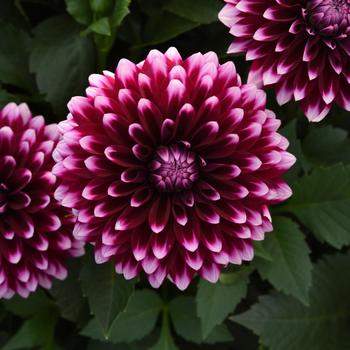 Dalaya&reg; Purple White 