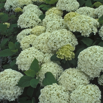 Annabelle Smooth Hydrangea Annabelle Smooth Hydrangea