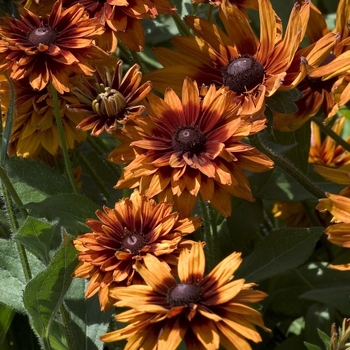 Black-Eyed Susan
