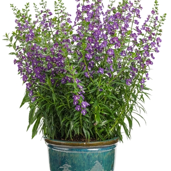 Summer Snapdragon