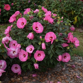 Summerific® 'Candy Crush'