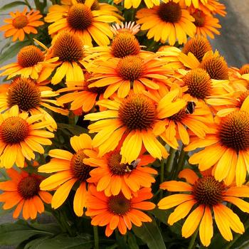 Coneflower