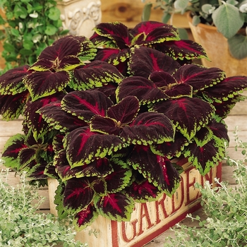 Coleus Coleus