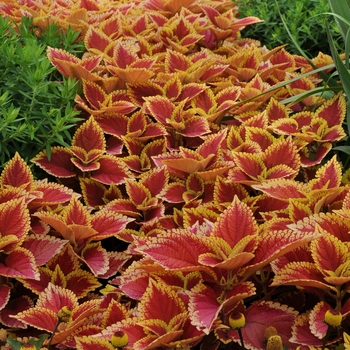Coleus