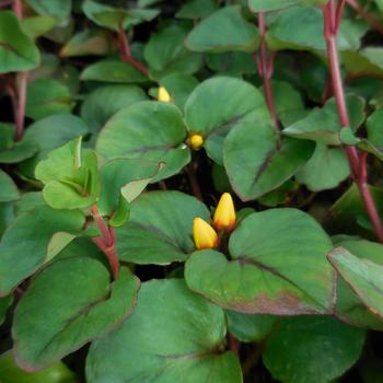 Lysimachia 
