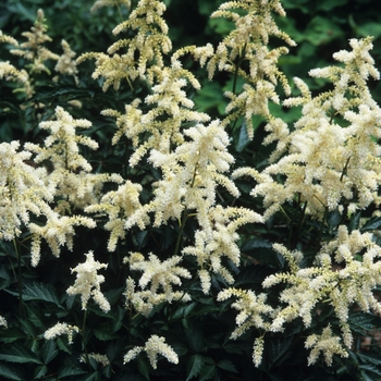 False Spirea