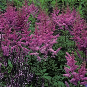 False Spirea