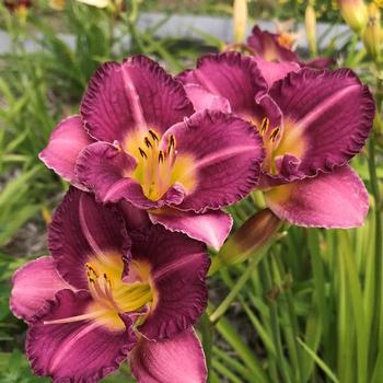 Daylily