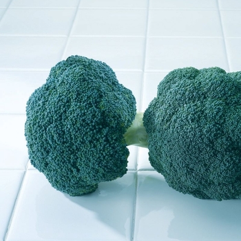 Broccoli Broccoli