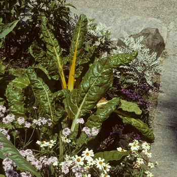 Swiss Chard Swiss Chard