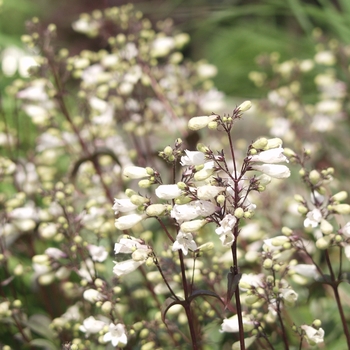 Beardtongue  Beardtongue