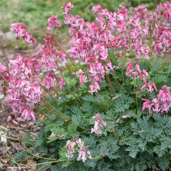 'Pink Diamonds' Fern-Leaf Bleeding Heart