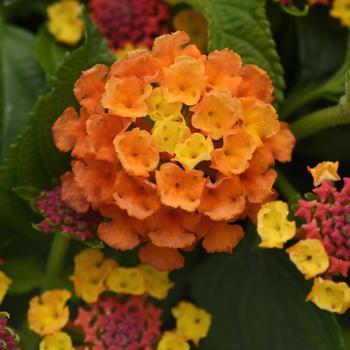Lantana Lantana