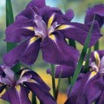 Japanese Iris