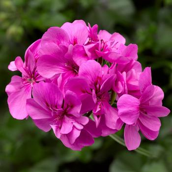 Geranium, Ivy