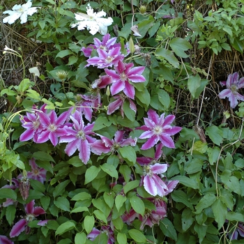 Clematis Clematis