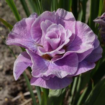Siberian Iris