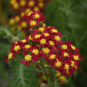 Yarrow