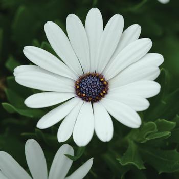 Osteospermum Osteospermum