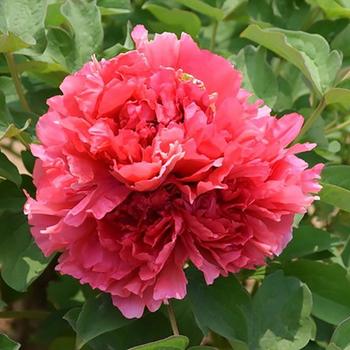 Tree Peony