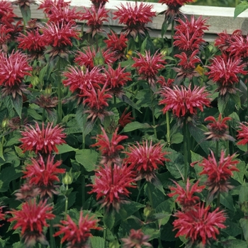 Bee Balm Bee Balm