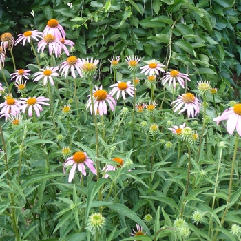 Coneflower