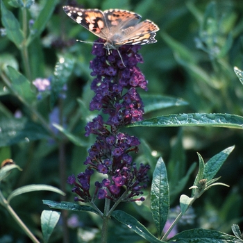 Butterfly Bush Butterfly Bush