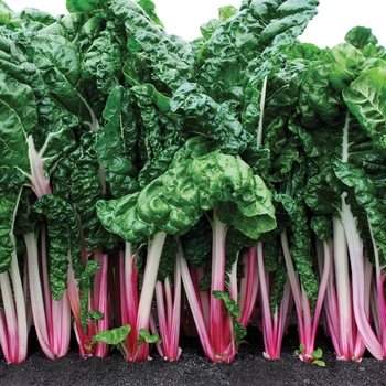 Swiss Chard Swiss Chard