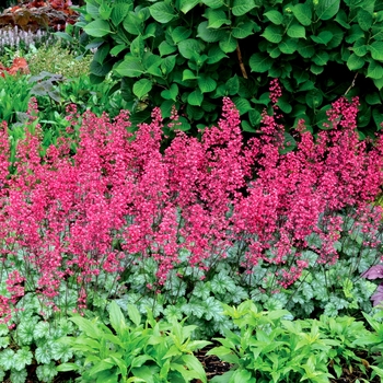 Coral Bells