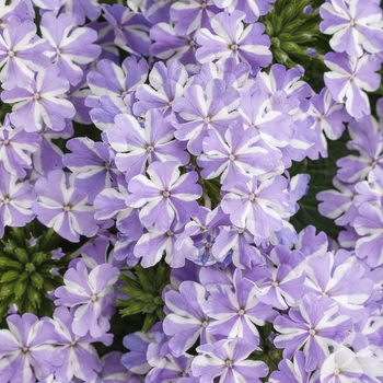 Superbena&reg; Verbena