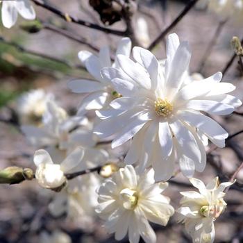 Royal Star Magnolia Royal Star Magnolia