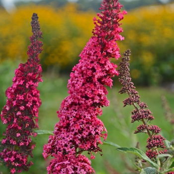 Butterfly Bush Butterfly Bush