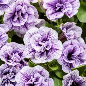 Supertunia® Priscilla Supertunia® Priscilla