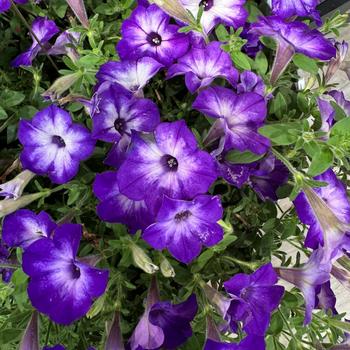 Supertunia Tiara® Blue Supertunia Tiara® Blue
