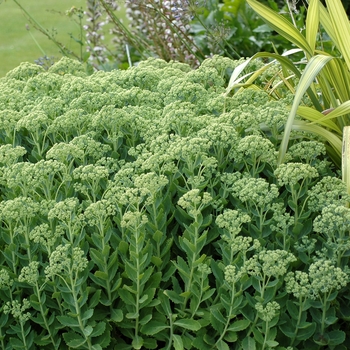 Stonecrop