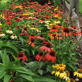 Coneflower Coneflower