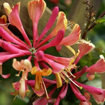 Honeysuckle Vine Honeysuckle Vine