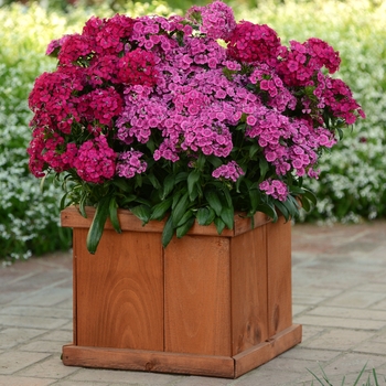 Jolt™ Cherry Jolt™ Cherry