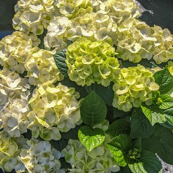 'Grin and Tonic™' Bigleaf Hydrangea 'Grin and Tonic™' Bigleaf Hydrangea