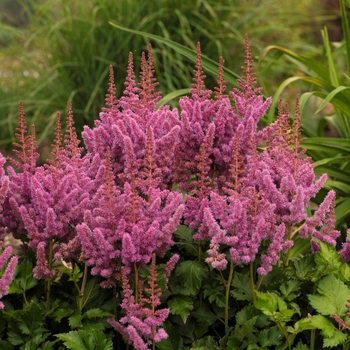 False Spirea False Spirea