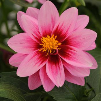Dahlia Dahlia