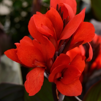 Cannova&reg; Bronze Scarlet