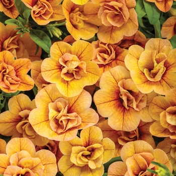 Superbells&reg; 'Double Amber'