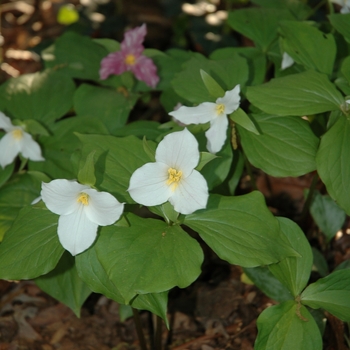 Trillium, Large-flowered  Trillium, Large-flowered