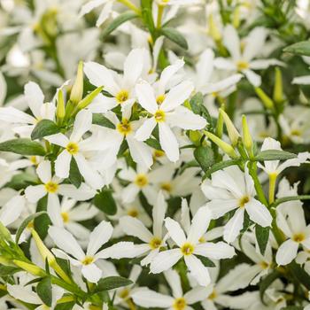 Stardiva&trade; White