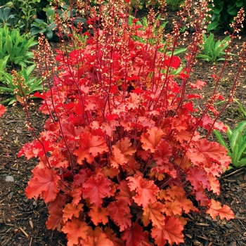 Coral Bells Coral Bells