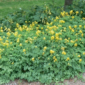 Fumitory Fumitory