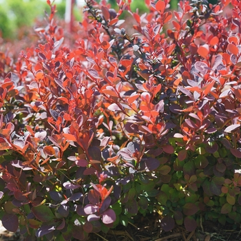 'Sunjoy Mini Maroon®' Barberry 'Sunjoy Mini Maroon®' Barberry