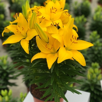 Asiatic Pot Lily Asiatic Pot Lily